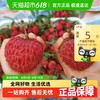 海南 海口 妃子笑荔枝 1斤/3斤/4.5斤