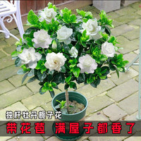 伏雨 栀子花 90# 带花苞 简易盆+肥 室内盆栽