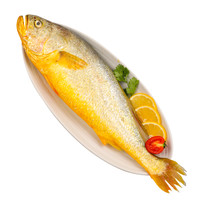 渔哥头等舱 山东青岛 黄花鱼 500-600g/只 2条装