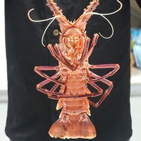 【下拉领淘金币更优惠】渔传播鲜活澳龙龙虾红龙包鲜不包活 