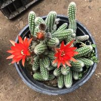 锁季SUOJI室内仙人指盆栽白檀毛毛虫多肉植物会开花的仙人掌四季盆栽 毛毛虫群生当年开花