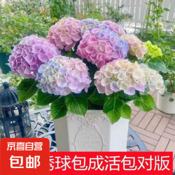 花丫花丫 无尽夏 绣球花苗盆栽 庭院花 彩虹 1号 原土发货 当年开花