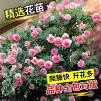 花丫花丫 蔷薇花苗爬藤植物藤本月季四季花卉特大浓香型玫瑰盆栽庭院阳台 粉色龙沙宝石