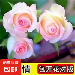 花丫花丫 玫瑰老桩花苗室内外盆栽地栽阳台四季开花好养易活花卉月季苗秧 微粉色系+肥料