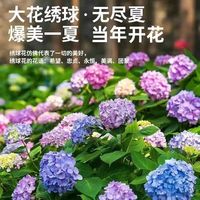 花丫花丫 无尽夏 夏洛特公主 绣球花苗盆栽 庭院花大苗 原土发货 当年开花
