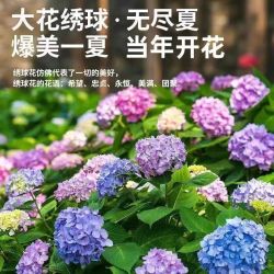 花丫花丫 无尽夏 夏洛特公主 绣球花苗盆栽 庭院花大苗 原土发货 当年开花