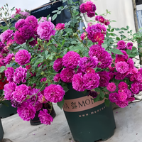 景郁春 JIRYUCUR 玫瑰花苗 特大花月季花苗 高60-80cm 原土+肥料