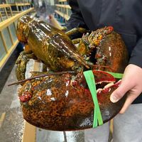  炊仕 鲜活速冻 波士顿大龙虾