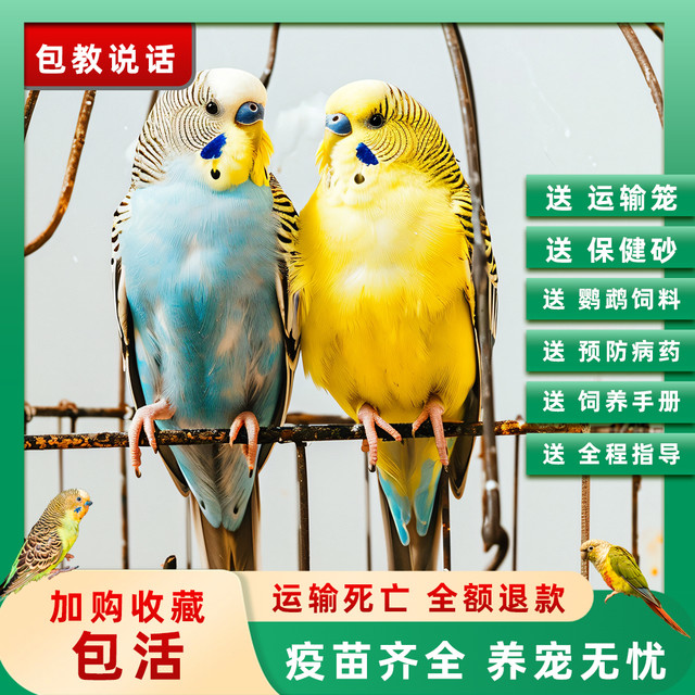 鹦鹉活鸟虎皮鹦鹉手养宠物小型鹦鹉