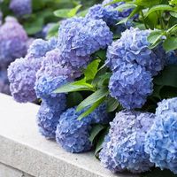 欧根庭 无尽夏 大花绣球花苗 30cm以下 带盆栽好