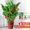 脆甜芝 金钱树盆栽 100cm 观叶植物 带盆栽好