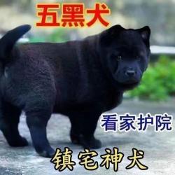五黑犬虎头猫耳纯黑无杂毛猎犬广西土猎犬中华唐犬广西五黑犬捕猎