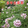 驱蚊草盆栽植物室外室内绿植祛蚊种籽子庭院香叶天竺葵开花防蚊虫