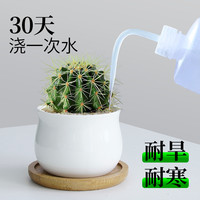 精品仙人球室内小盆栽仙人掌多肉植物万重山办公室桌面绿植防辐射 含盆