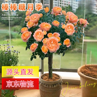 景郁春 JIRYUCUR 树桩月季棒棒糖花苗 高80cm 果汁阳台
