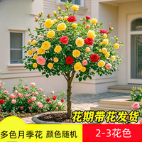 景郁春 JIRYUCUR树桩月季棒棒糖花苗特大花朵树状月季2-3花色源头直发
