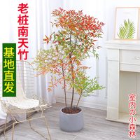 景郁春 JIRYUCUR 火焰南天竹盆栽 1.4-1.6米4-6分枝（不含盆）