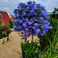 景郁春 JIRYUCUR 蓝雪花苗盆栽 2加仑 高80cm