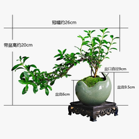 景郁春 JIRYUCUR造型悬崖六月雪小盆景盆栽绿植花卉小冰裂六月雪源头直发