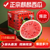 春福乐 麒麟西瓜脆甜多汁新鲜水果整箱 净重5-6斤一个瓜+多层防护
