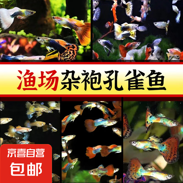 小型热带鱼观赏鱼孔雀鱼杂袍孔雀鱼天空蓝活体活鱼红扇血红 杂袍孔雀鱼3条