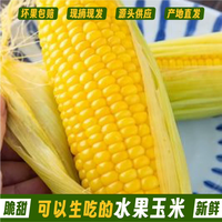 树悦 云南水果玉米新鲜甜玉米现摘玉米棒生鲜蔬菜可生吃火锅食材 4-4.5斤精选装新鲜采摘