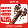 鲜京采 波士顿龙虾波龙净重450-550g/只 保鲜不保活 源头直发
