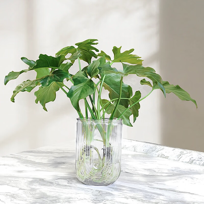 花点时间（Reflower）水培植物办公室桌面切枝花卉盆栽室内客厅绿植 【龙鳞春羽2株】高度35-45含U型玻璃花瓶