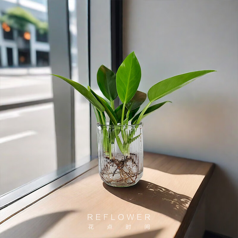 花点时间（Reflower）水培植物办公室桌面切枝花卉盆栽室内客厅绿植 【大叶金钻2株】高度35-45含U型玻璃花瓶