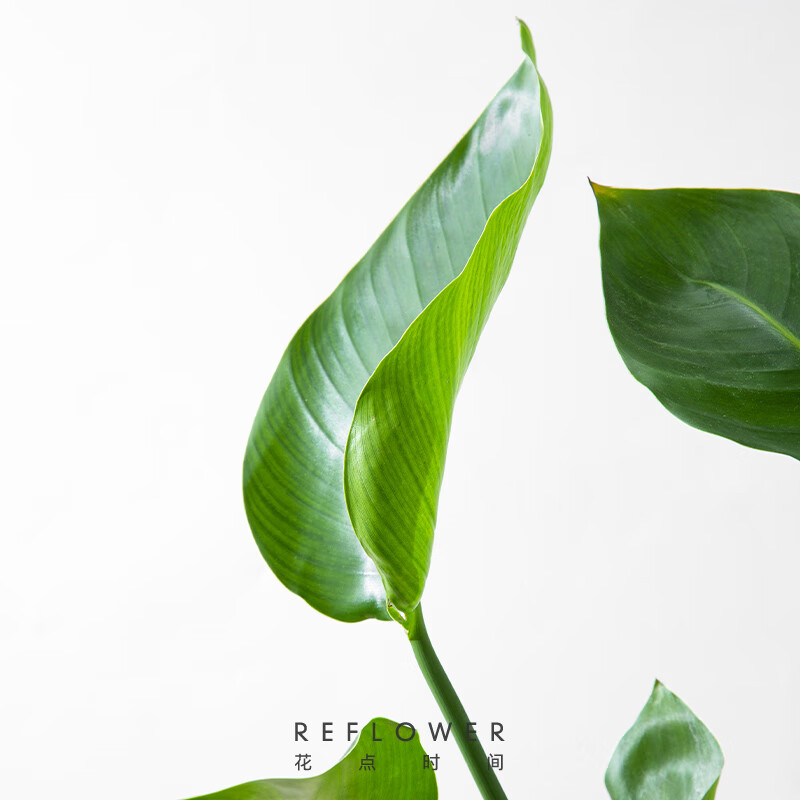 花点时间（Reflower）水培植物办公室桌面切枝花卉盆栽室内客厅绿植 【天堂鸟2株】高度50-60-含U型玻璃花瓶