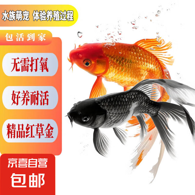 招财宠物鱼冷水观赏草金鱼锦鲤鱼好养耐活包邮包活  混色招财水宠金鱼2条送1条备损