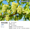 虹越 阳光玫瑰 葡萄树苗 P9盆栽 颜色分类：经典葡萄“阳光玫瑰” 高度：15cm以下
