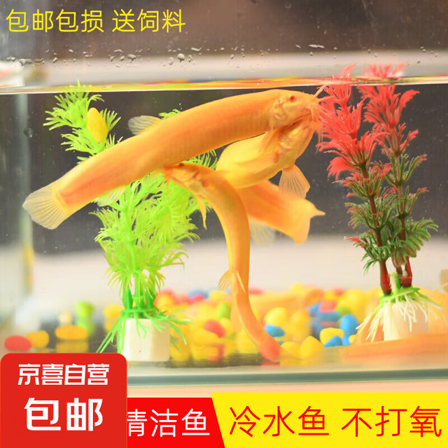 冷水清道夫黄金鳅金龙清洁工具鱼无需打氧好养耐活观赏鱼 黄金泥鳅3条+2条备损3-5cm