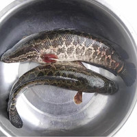 柒岛鲜活黑鱼现杀黑鱼新鲜活现杀生鱼才鱼财鱼乌鳢淡水鱼乌鱼蛇头鱼 杀后 圆通站点自提