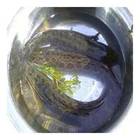 柒岛鲜活黑鱼现杀黑鱼新鲜活现杀生鱼才鱼财鱼乌鳢淡水鱼乌鱼蛇头鱼 净膛后1kg/条【2.5斤活鱼现杀】 京仓