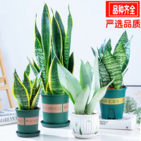 加庭 金边虎皮兰 232323 多肉植物 1颗（不含盆）