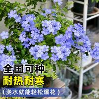 康果圆 蓝雪花盆栽大苗带花苞棒棒糖爬藤阳台耐热绿植物四季开花好养花卉