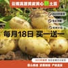25年云南新鲜土豆现挖黄心黄皮土豆马铃薯产地直发 黄皮黄心土豆 1斤 18日买一送一
