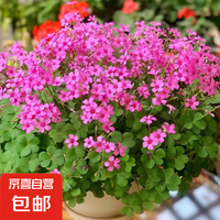花丫花丫 紫叶酢浆草种球幸运草炸酱草室内紫色醋酱草三叶草种子多年生盆栽 红花酢浆草种球10个