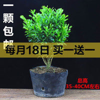 花丫花丫 迩英阁黄杨盆景耐寒办公室内盆栽四季常青好养客厅花卉庭院树苗桌 黄杨盆栽35厘米高 根部带土球发货  包成活