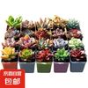 京喜 多肉植物盆栽绿植花卉室内玉露钱串红宝石书桌摆件玫瑰 15颗多肉随机+15个小盆+营养土 图片文字有说明