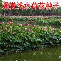 种子 庭院花卉水生植物景区河道清淤观赏荷花种子高产莲藕籽深水藕种苗 高产莲藕种子1斤