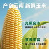 花慕辰 黄金水果玉米 4.5斤装 单果 360g+