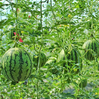 北京当日达】庞各庄西瓜吊秧小西瓜2粒整箱新鲜西瓜现摘现发水果