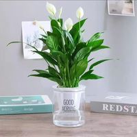 花楚 白掌一帆风顺盆栽  白掌+早安盆