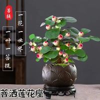 花楚 小盼菩提树盆栽 菩提带果+莲花盆+底座