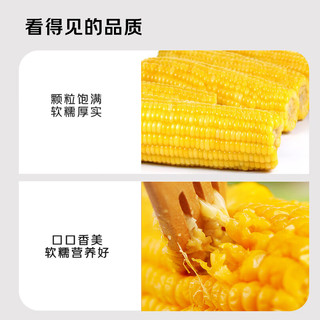 京觅东北粘糯玉米() 黄糯玉米棒低脂代餐源头直发