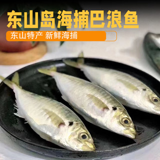 时寐东山岛海捕巴浪鱼 深海海鲜 行走的氨基酸 东山岛直发 端午食材 2斤6-10条