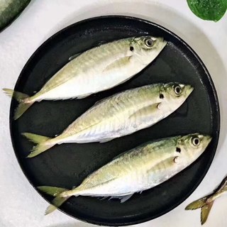 时寐东山岛海捕巴浪鱼 深海海鲜 行走的氨基酸 东山岛直发 端午食材 2斤6-10条