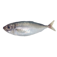 航海猫 东山养殖冰鲜巴浪鱼刺身海鲜 海捕活冻蓝圆鲹竹荚鱼水产海鲜生鲜 养殖巴浪鱼（2-3条）